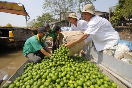 Giá chanh không hạt tăng cao