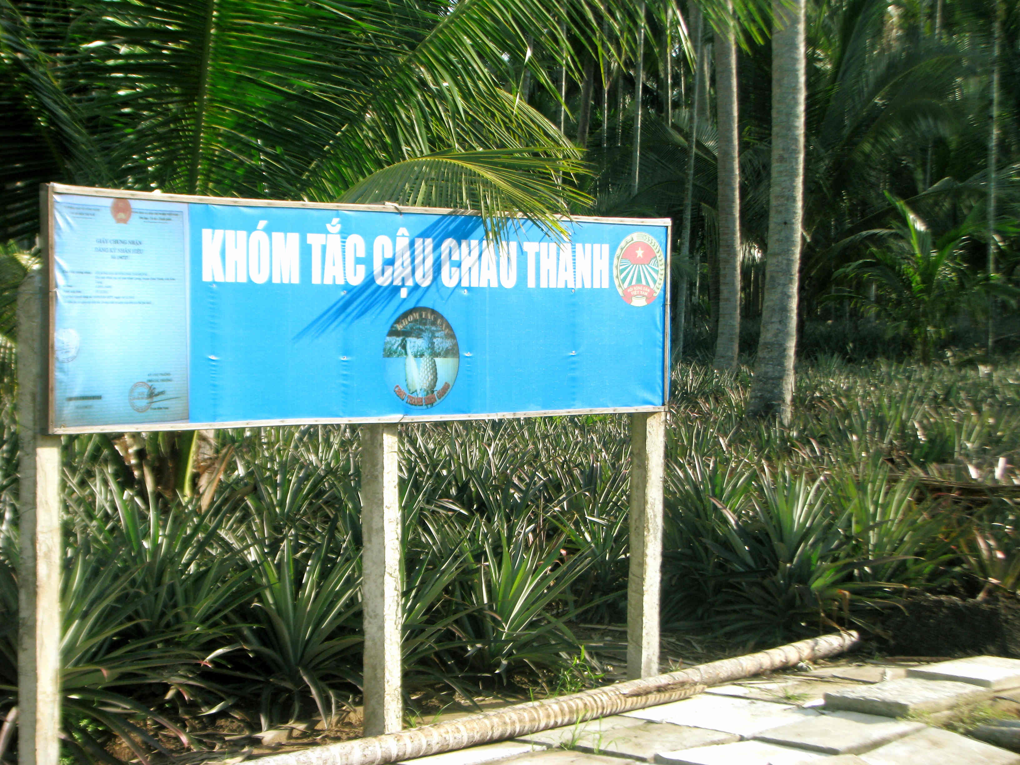 Kh&oacute;m Tắc Cậu l&agrave; đặc sản của huyện Ch&acirc;u Th&agrave;nh, tỉnh Ki&ecirc;n Giang