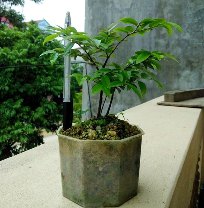Chi tiền triệu mua nho th&acirc;n gỗ, chờ 9 năm để c&acirc;y đậu quả