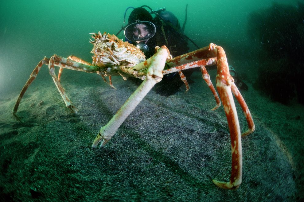 B&agrave; Clark chụp ảnh với cua nhện kh&ocirc;ng lồ Nhật Bản năm 1984. Ảnh: National Geographic