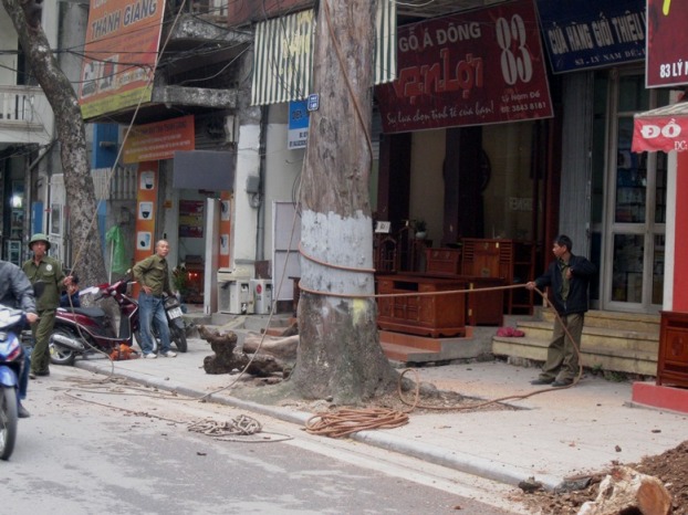 Th&acirc;n c&acirc;y 2 người  &ocirc;m