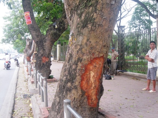 Tr&ecirc;n tuyến đường L&ecirc; Duẩn g&acirc;̀n hàng rào c&ocirc;ng vi&ecirc;n Th&ocirc;́ng Nh&acirc;́t c&oacute; 9 c&acirc;y x&agrave; cừ bị lột vỏ