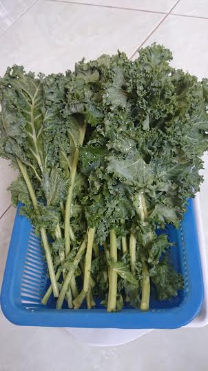 Loại cải xoăn n&agrave;y hơi cứng n&ecirc;n phải nấu l&acirc;u một ch&uacute;t mới ngon