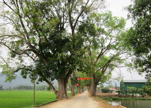 KHÔNG NỠ CHẶT CÂY XANH (*): Giữ cây bằng mọi giá