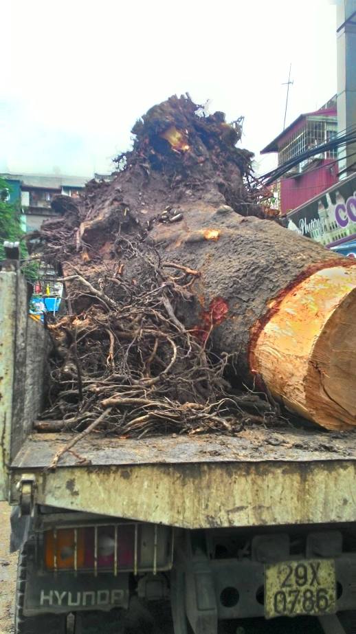 Cây xà cừ bị đổ được cưa khúc chuyển khỏi hiện trường. Ảnh: Phần rễ cây bị thối