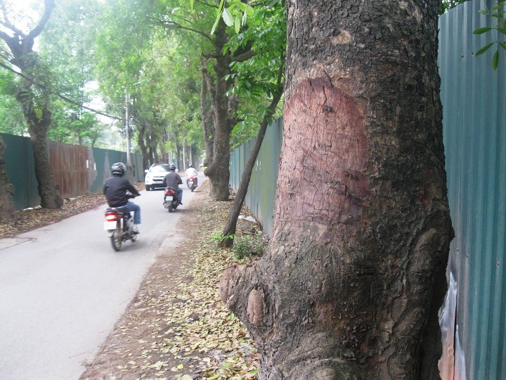 Những vết cạo, đẽo tr&ecirc;n th&acirc;n c&acirc;y x&agrave; cừ đã chuy&ecirc;̉n sang màu n&acirc;u, những vết vỏ bị lột c&oacute; k&iacute;ch thước khoảng 20x30 cm
