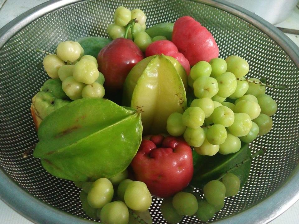 Những loại tr&aacute;i c&acirc;y hay thấy trong vườn nh&agrave; ở n&ocirc;ng th&ocirc;n từng nu&ocirc;i lớn tuổi thơ t&ocirc;i