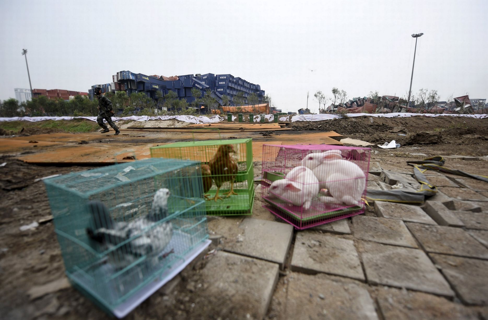 Chính phủ Trung Quốc mang gà, thỏ và bồ câu tới gần hiện trường vụ nổ Thiên Tân. Ảnh: Reuters