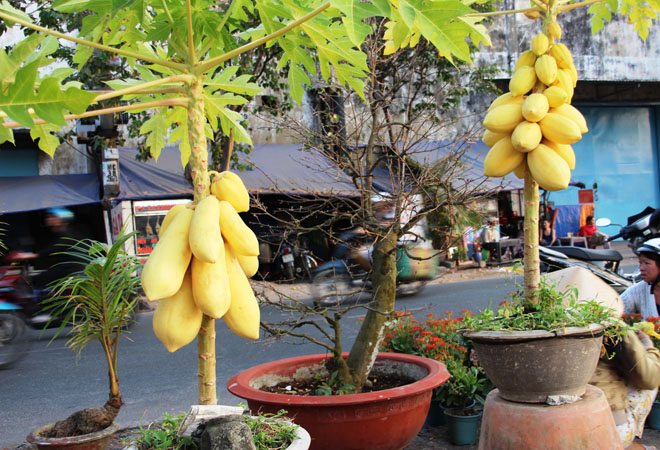 Cặp đu đủ bonsai được nh&agrave; vườn Bến Tre rao b&aacute;n gi&aacute; 6 triệu đồng.