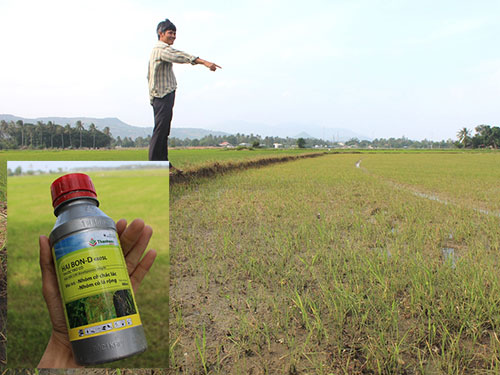 Lúa trên cánh đồng Thầy Ôn trơ gốc và chai thuốc diệt cỏ nghi làm lúa chết hàng loạt (ảnh nhỏ)