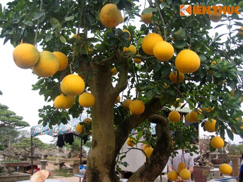 Những tr&aacute;i bưởi sum su&ecirc;, căng mịn được nhiều người v&iacute; như sự đầy đặn, may mắn trong năm mới.