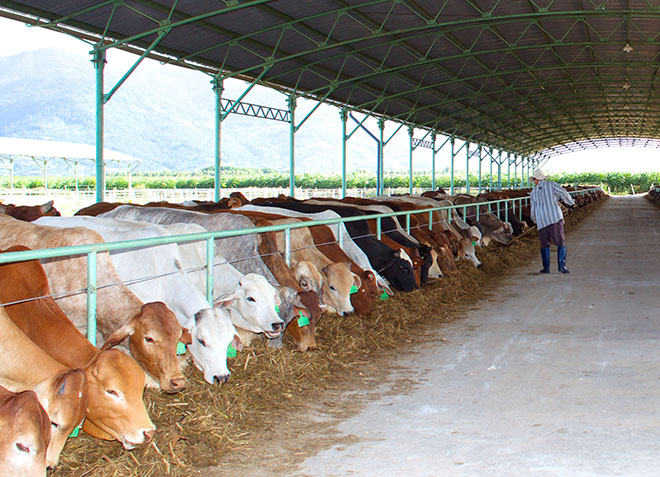Một trang trại b&ograve; của Ho&agrave;ng Anh Gia Lai