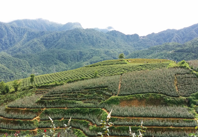 Màu xanh trải dài hai bên sườn núi tạo nên một không gian căng tràn sức sống