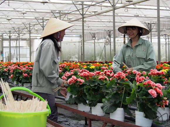 C&ocirc;ng nh&acirc;n của Agrivina đang chăm s&oacute;c hoa trong nh&agrave; k&iacute;nh ờ Đ&agrave; Lạt