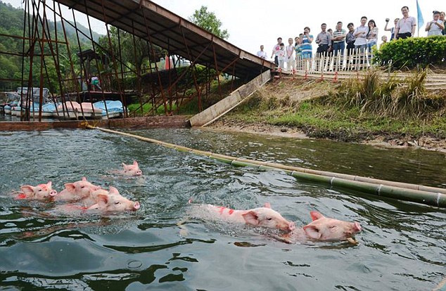 Những ch&uacute; heo bơi đua về đến đ&iacute;ch. Ảnh:Daily Mail