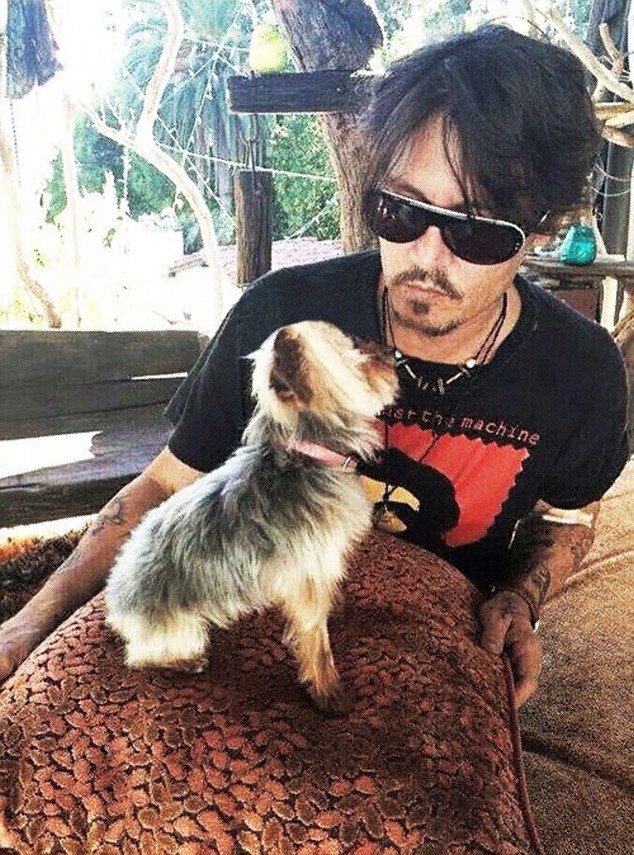 Đây là chó cặp của Johnny và Amber