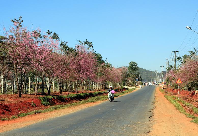 Hoa mai anh đ&agrave;o đầy quyến rũ tr&ecirc;n QL20, đoạn qua x&atilde; Xu&acirc;n Thọ (TP Đ&agrave; Lạt)