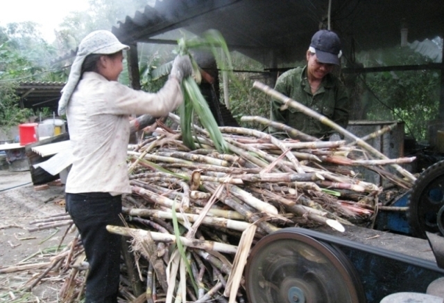 M&iacute;a l&agrave; nguy&ecirc;n liệu ch&iacute;nh để l&agrave;m mật m&iacute;a
