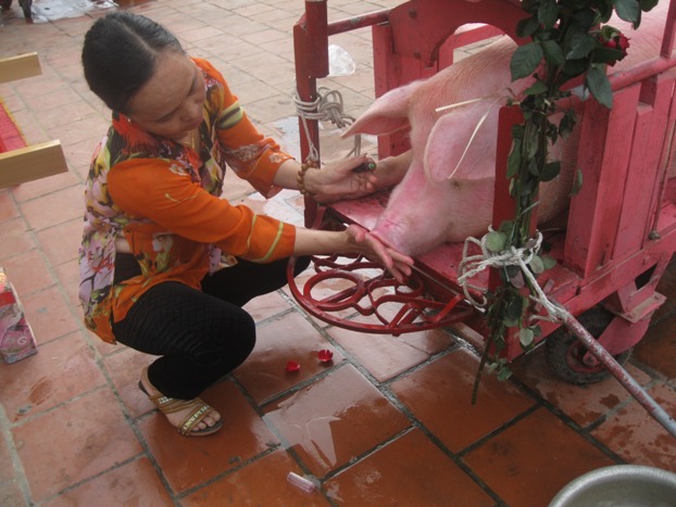 &Ocirc;ng &ldquo;ỉn&rdquo; được chăm sóc đặc bi&ecirc;̣t trước khi rước đi