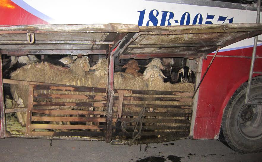 Chiếc xe khách cùng số gia súc được nhà xe làm chuồng để vận chuyển ra Hà Nội tiêu thụ