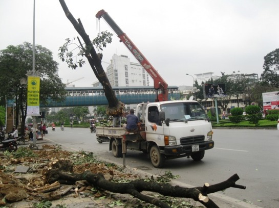 C&acirc;y chặt hạ đang được c&acirc;̉u l&ecirc;n tr&ecirc;n xe