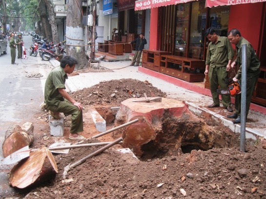 C&ocirc;ng nh&acirc;n đang ti&ecirc;́n hành cưa, chặt c&acirc;y kh&ocirc; mục