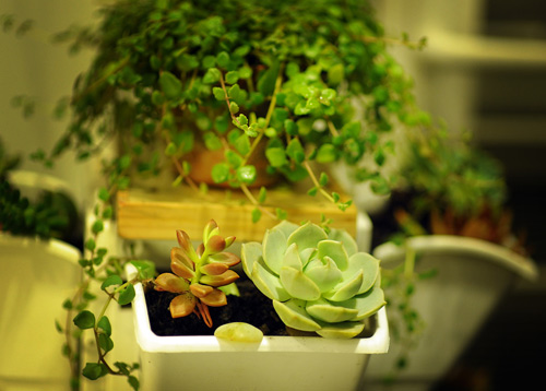 Người làm vườn và cây sen đá