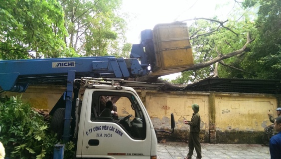 Công nhân công ty Cây xanh Hà Nội được điều đến xử lý vụ việc