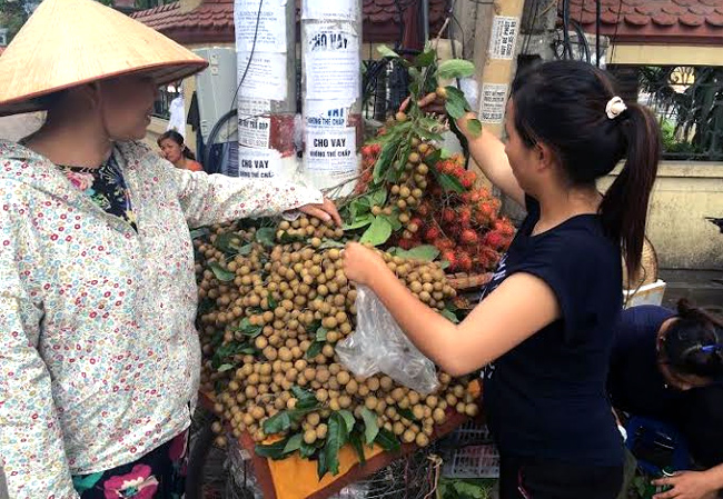Nhãn lồng Hưng Yên, nhãn Trung Quốc, nhãn Sơn La, nhãn Thái, quảng cáo, gán mác, hàng rong, đặc sản, nhãn-lồng-Hưng-Yên, nhãn-Trung-Quốc, nhãn-Sơn-La, nhãn-Thái, quảng-cáo, gán-mác, hàng-rong, đặc-sản
