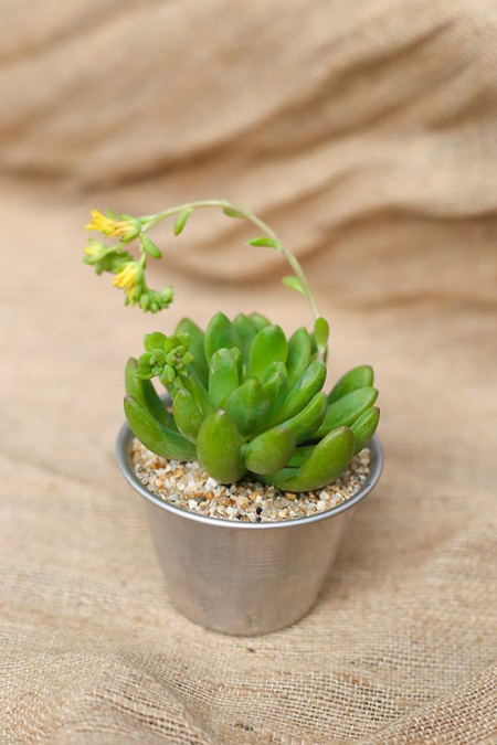 Sen đ&aacute; c&oacute; l&aacute; căng mọng, &aacute;nh s&aacute;ng sẽ gi&uacute;p c&acirc;y ph&aacute;t triển tốt. Nếu bạn đặt l&acirc;u trong nơi r&acirc;m m&aacute;t, l&aacute; sẽ mềm ra.