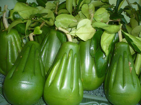 Bưởi bàn tay Phật được cho là đang bị làm giá Ảnh:
PHẠM CÔNG
