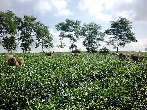Ngành trà Việt Nam lại bất an trước thông tin nhiễm dioxin do phía Đài Loan cáo buộc Ảnh: MINH HẢI