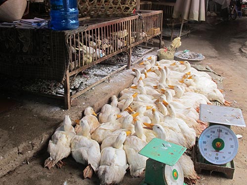 Cúm A/H7N9 tiến sát Việt Nam