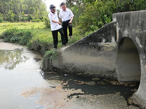 Nóng vội khi thay thế cây xanh ở Hà Nội