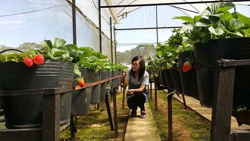 Kiếm tiền tỉ từ vườn dâu du lịch miễn phí