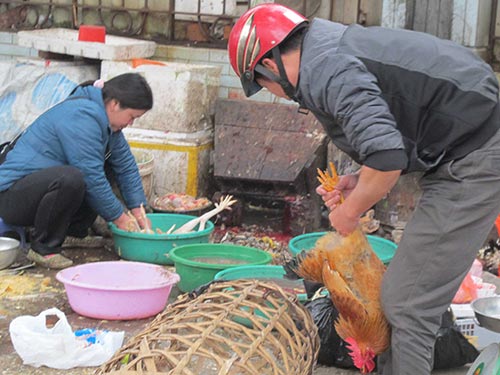 Giết mổ gia cầm thiếu vệ sinh sẽ dễ gây lây lan dịch cúm gia cầm Ảnh: VĂN DUẨN