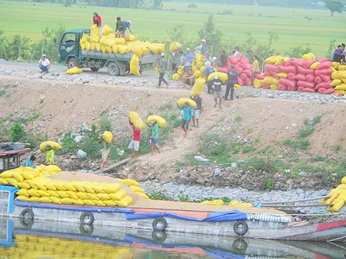 Không dễ có thương hiệu gạo Việt