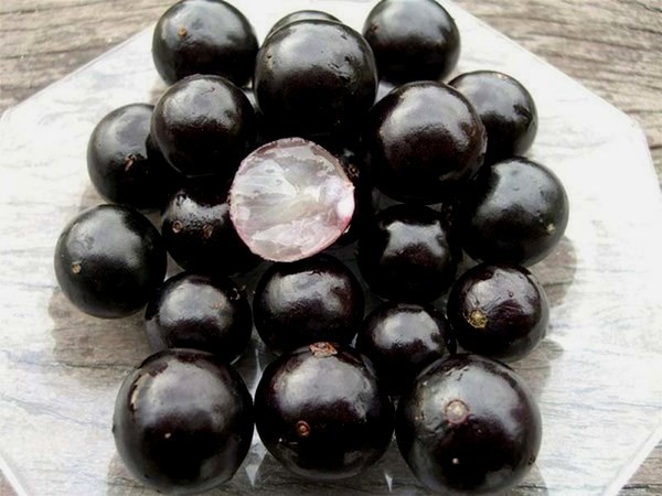 Chi tiền triệu mua nho th&acirc;n gỗ, chờ 9 năm để c&acirc;y đậu quả