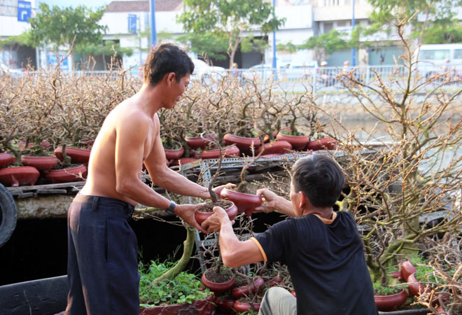 Mai để b&agrave;n được b&aacute;n với gi&aacute; khoảng 150.000 đồng/chậu