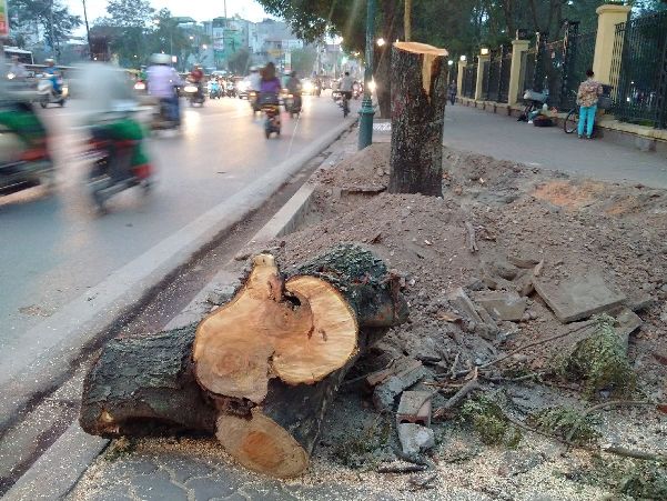 Chặt hạ c&acirc;y tại đường L&ecirc; Du&acirc;̉n trước đó