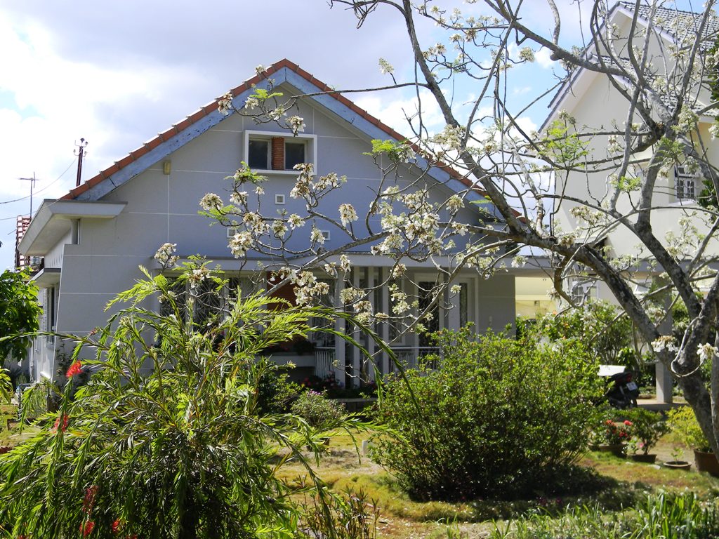 C&acirc;y phượng trắng duy nhất Việt Nam nở hoa trắng muốt trong ng&ocirc;i biệt thự của b&agrave; Mai.