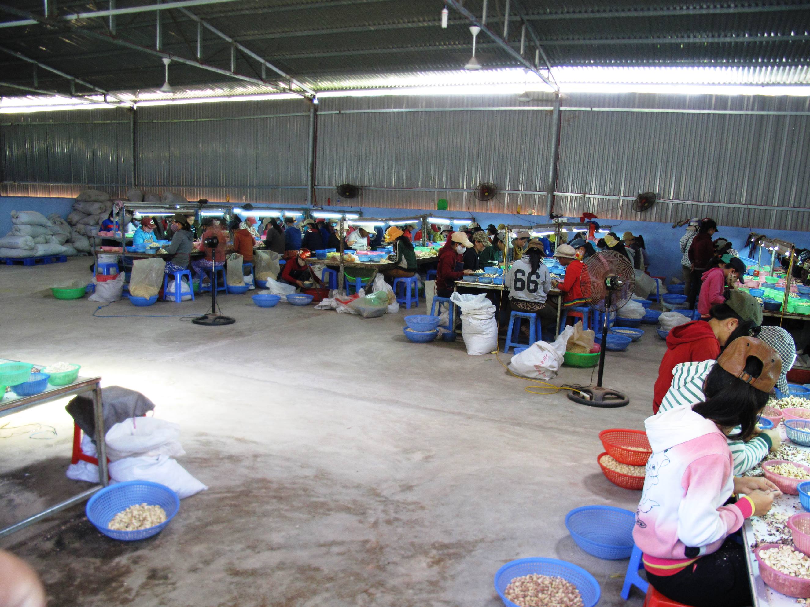 D&ugrave; bị y&ecirc;u cầu dừng ngay nhưng đến ng&agrave;y 10-6, xưởng hạt điều vẫn hoạt động b&igrave;nh thường