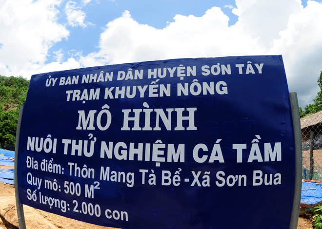 Từ vụ th&iacute; điểm ban đầu th&agrave;nh c&ocirc;ng, Trạm Khuyến n&ocirc;ng Sơn T&acirc;y tiếp tục thả nu&ocirc;i 2.000 con giống b&ecirc;n d&ograve;ng suối Mang He.
 
So s&aacute;nh c&ugrave;ng thời gian nu&ocirc;i ở Sapa, Đ&agrave; Lạt, c&aacute; tầm ở huyện v&ugrave;ng cao Sơn T&acirc;y trọng lượng tăng gần gấp đ&ocirc;i. Đ&acirc;y l&agrave; t&iacute;n hiệu vui mở ra cơ hội x&oacute;a đ&oacute;i, giảm ngh&egrave;o cho người d&acirc;n địa phương, &ocirc;ng Q&uacute;y lạc quan.