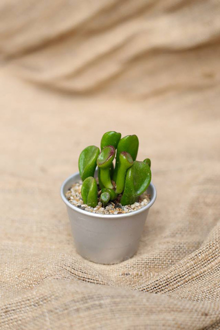 Sen đ&aacute; c&oacute; thể ph&aacute;t triển trong nhiệt độ 15-30 độ C n&ecirc;n c&oacute; thể để ở văn ph&ograve;ng m&aacute;y lạnh. Trong h&igrave;nh l&agrave; sen ống điếu.