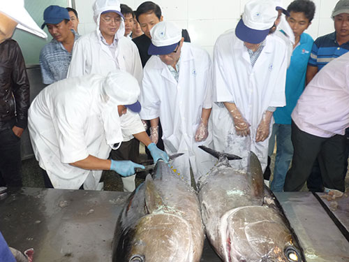 C&aacute;c chuy&ecirc;n gia thẩm định chất lượng c&aacute; ngừ đại dương cho l&ocirc; h&agrave;ng thứ hai xuất sang Nhật v&agrave;o s&aacute;ng 31-1 tại tỉnh B&igrave;nh Định