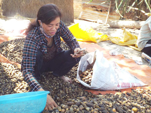 “Sốt” cau non bán sang Trung Quốc