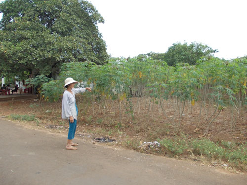 Nông dân huyện Xuyên Mộc, tỉnh Bà Rịa - Vũng Tàu điêu đứng vì khoai mì bán không ai mua