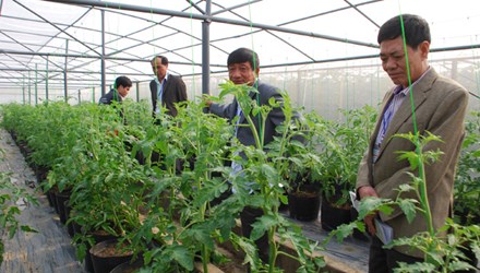 Ng&agrave;y c&agrave;ng nhiều đại gia Việt Nam đầu tư v&agrave;o n&ocirc;ng nghiệp c&ocirc;ng nghệ cao. Ảnh: C&ocirc;ng Bền.