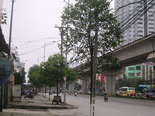 Nhận lỗi, Hà Nội dừng chặt cây xanh