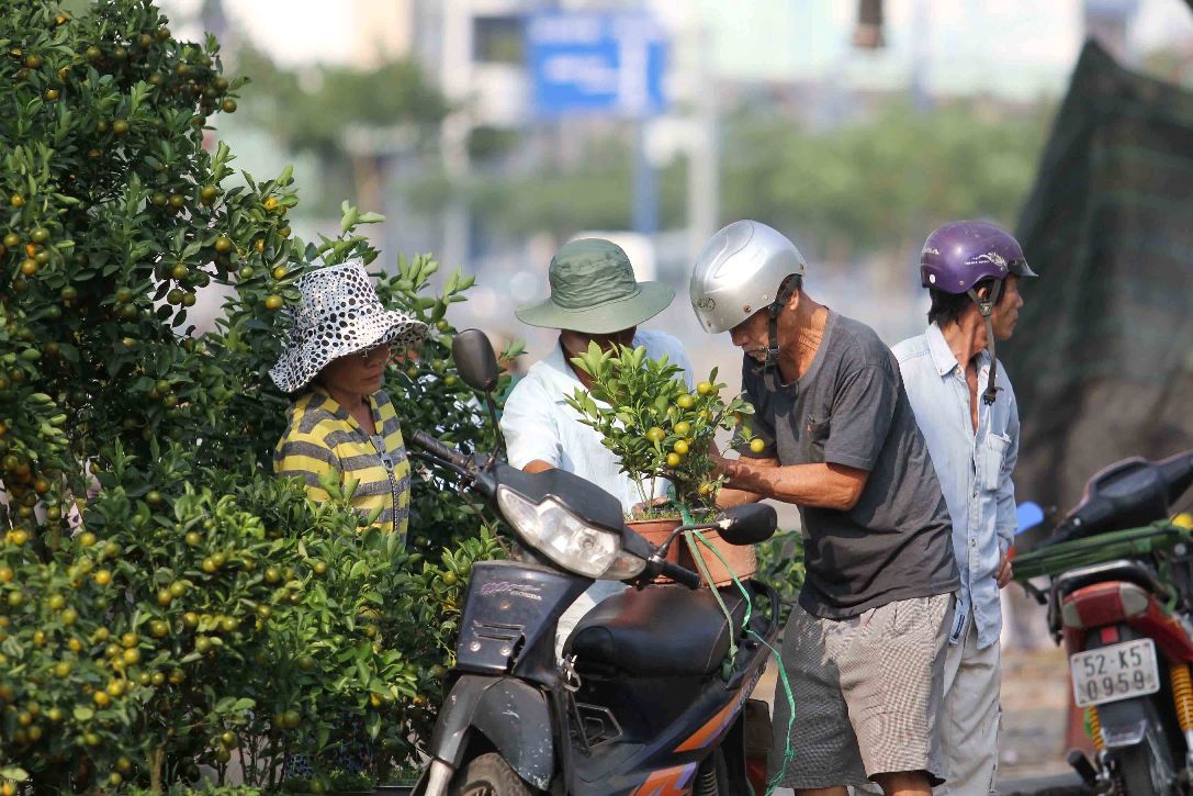 Quất hồng b&igrave; được c&aacute;c chủ hoa chăm s&oacute;c kỹ c&agrave;ng. Gi&aacute; một chậu từ v&agrave;i trăm ng&agrave;n đ&ocirc;ng đến 1 triệu đồng nhưng &iacute;t kh&aacute;ch mua